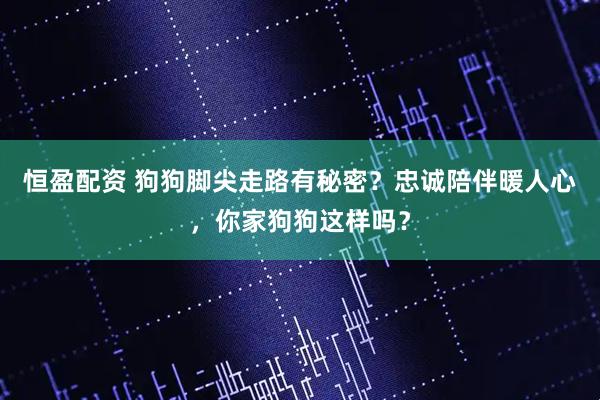 恒盈配资 狗狗脚尖走路有秘密？忠诚陪伴暖人心，你家狗狗这样吗？